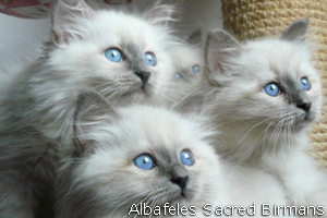 Foto dei cuccioli Albafeles